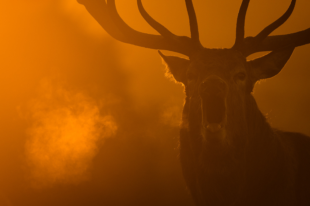 galleria/Deer_7.jpg
