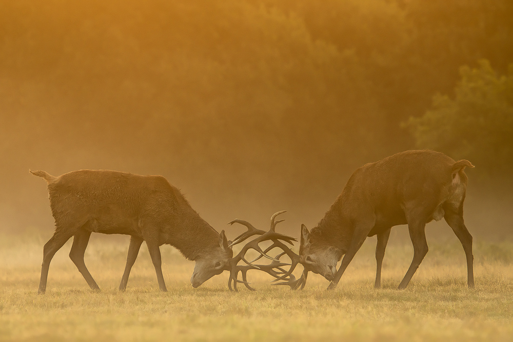 galleria/Deer_8.jpg
