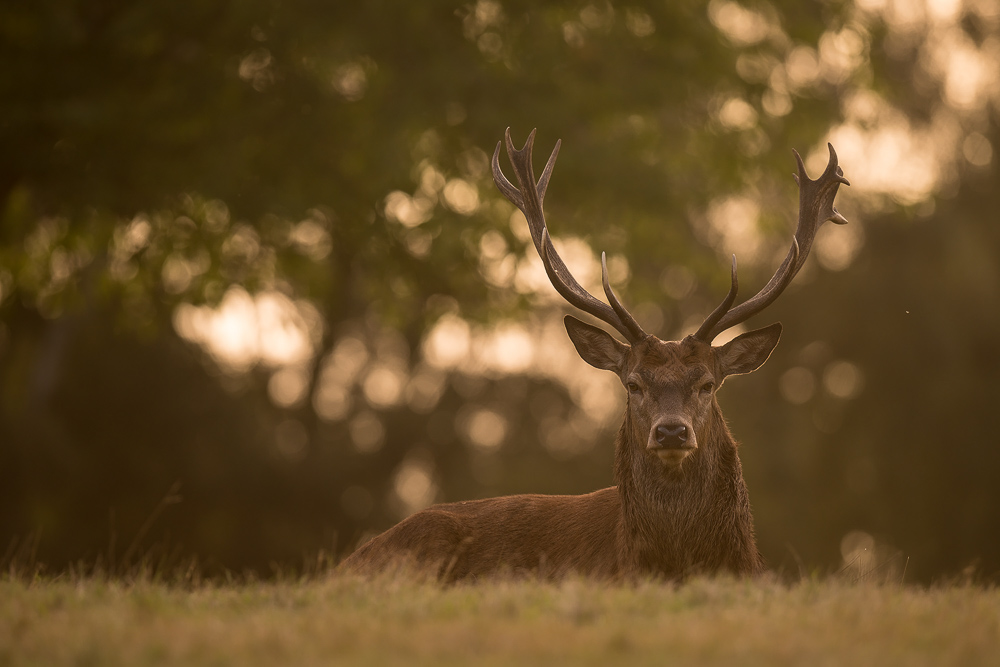 galleria/Deer_9.jpg