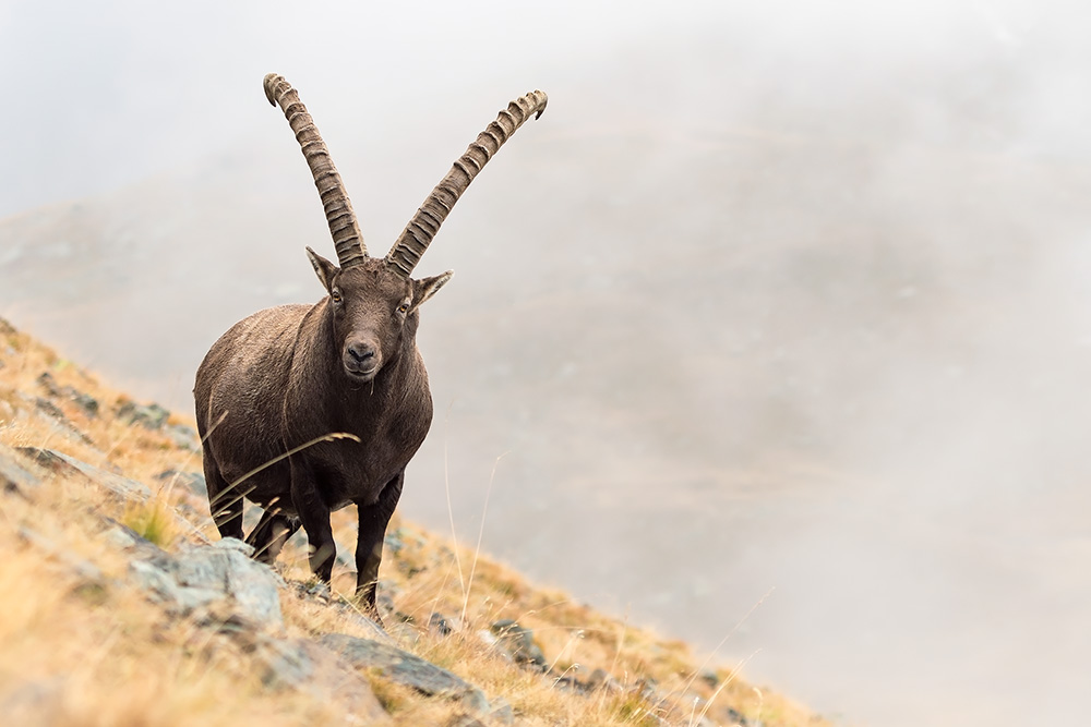 galleria/Ibex_11.jpg