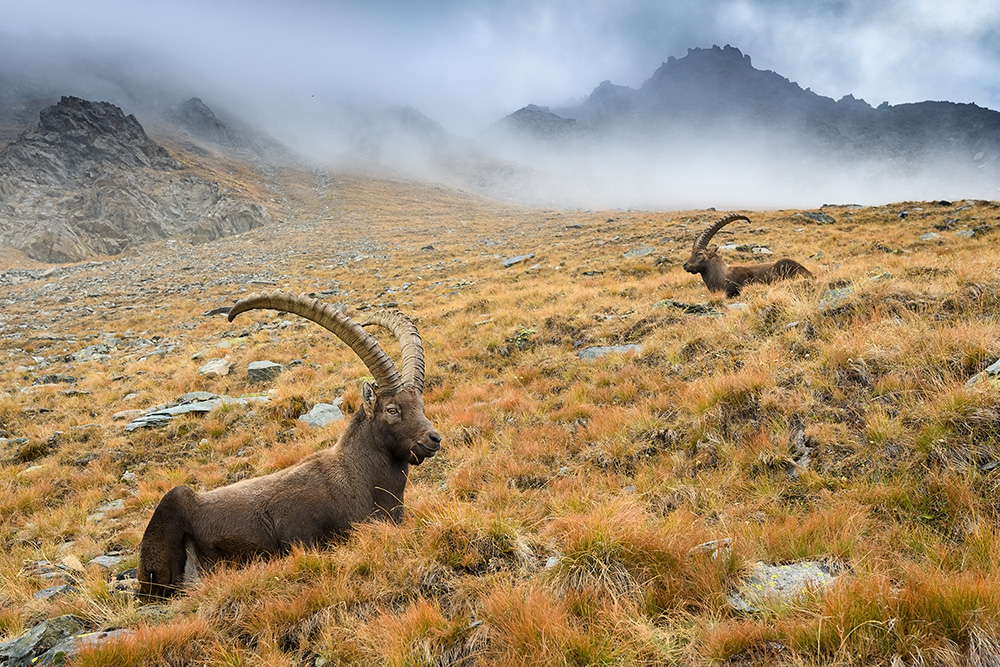 galleria/Ibex_12.jpg
