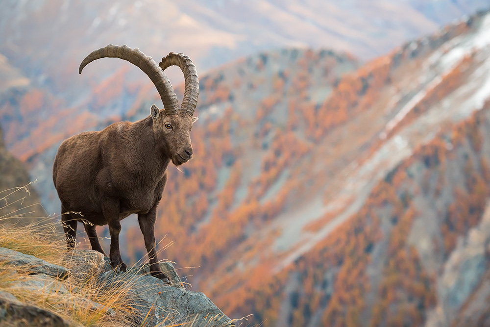 galleria/Ibex_13.jpg
