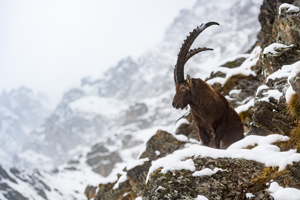 galleria/Ibex_15.jpg