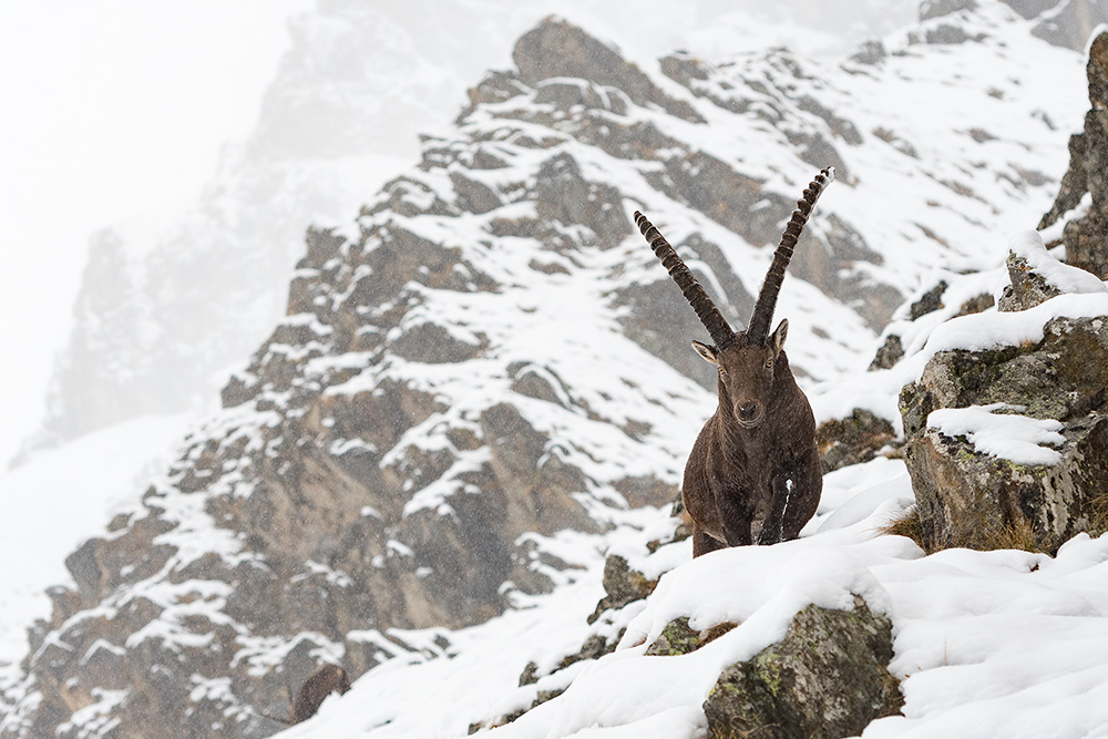 galleria/Ibex_16.jpg