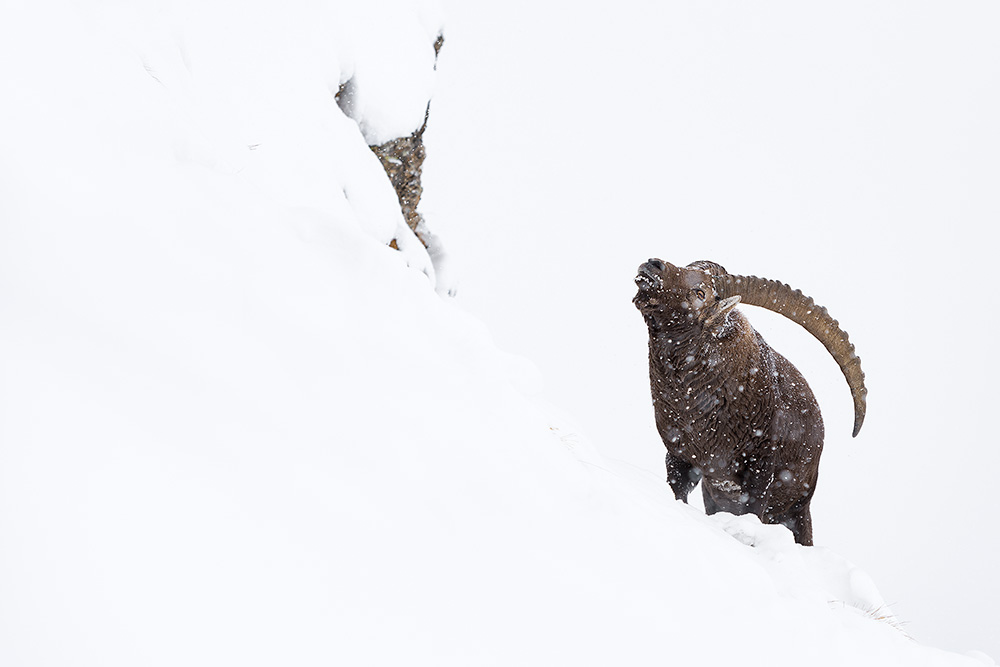 galleria/Ibex_17.jpg