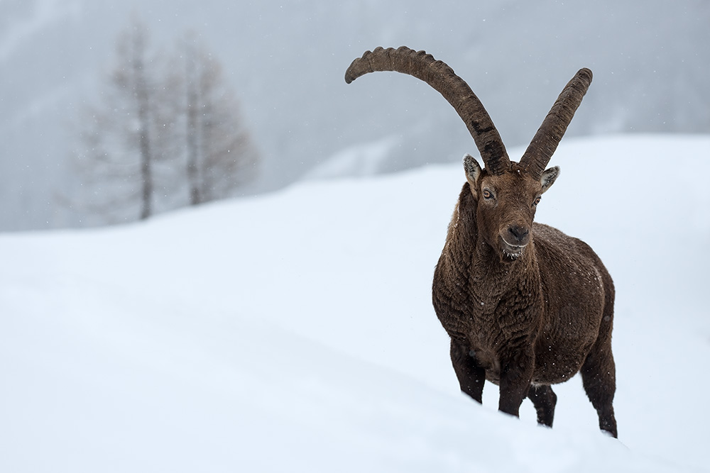 galleria/Ibex_19.jpg