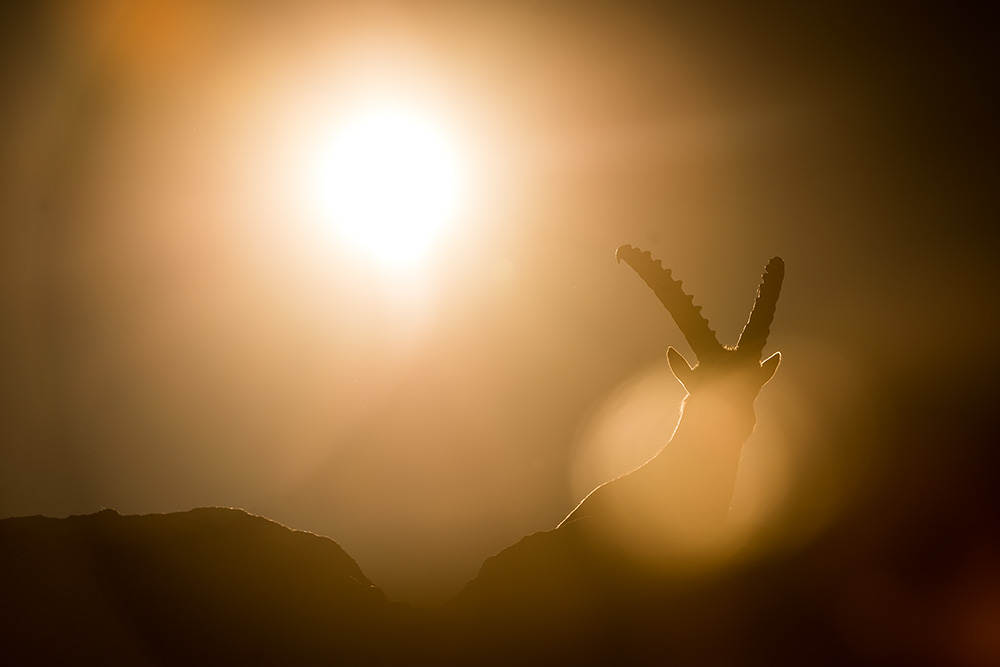galleria/Ibex_2.jpg