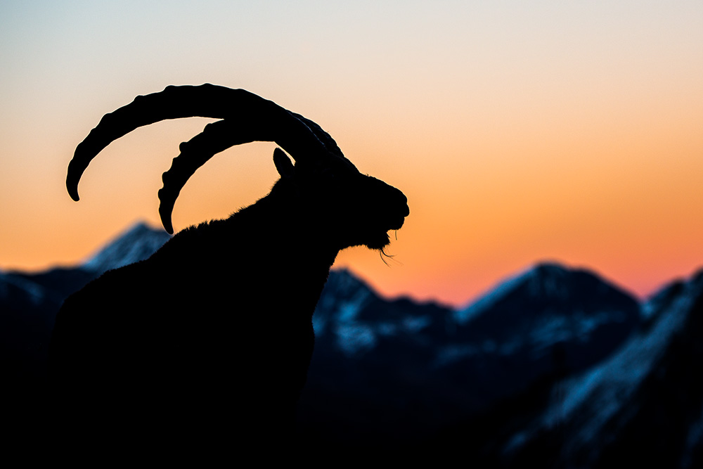 galleria/Ibex_20.jpg