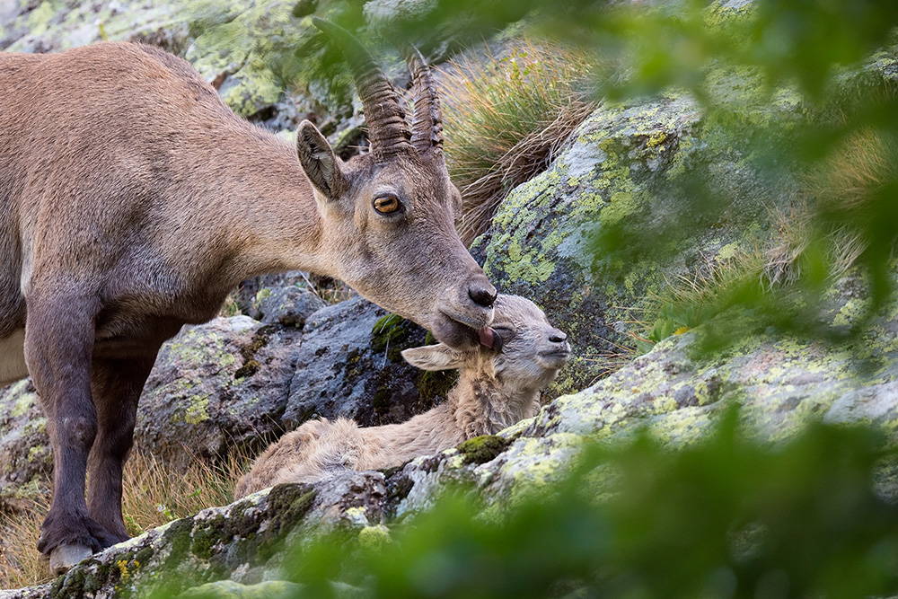 galleria/Ibex_3.jpg