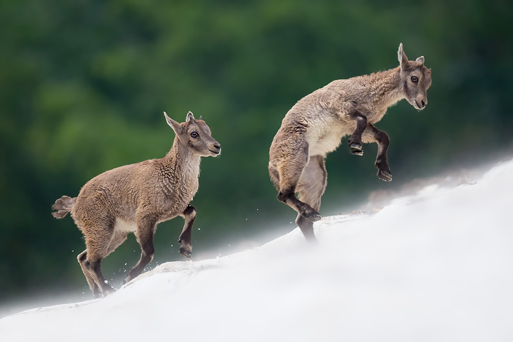 galleria/Ibex_4.jpg