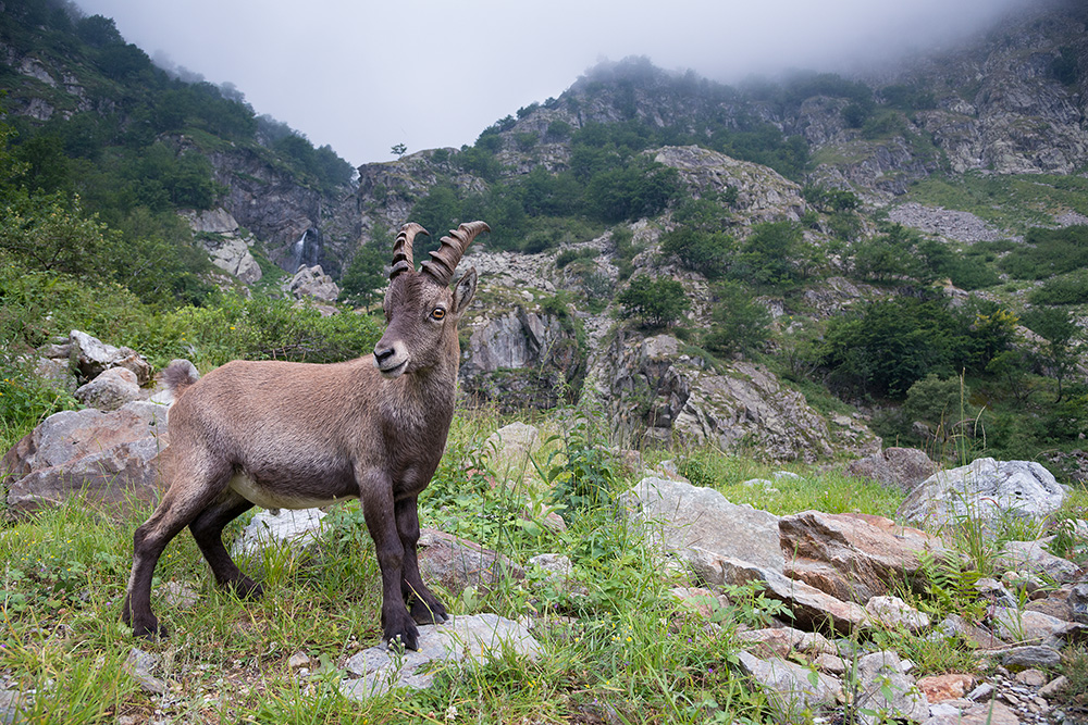 galleria/Ibex_5.jpg
