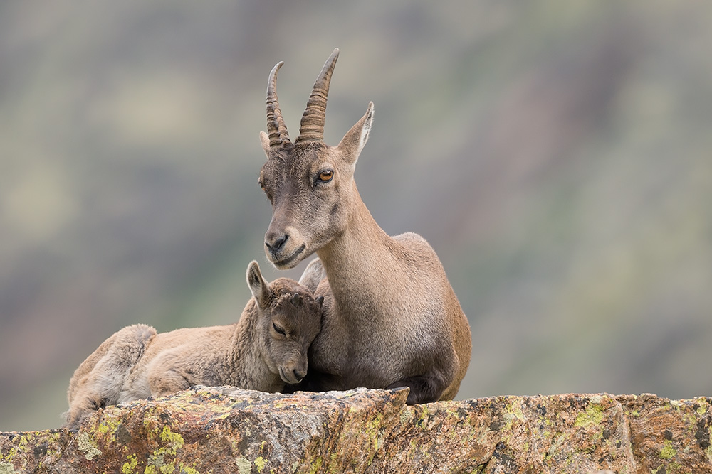 galleria/Ibex_6.jpg