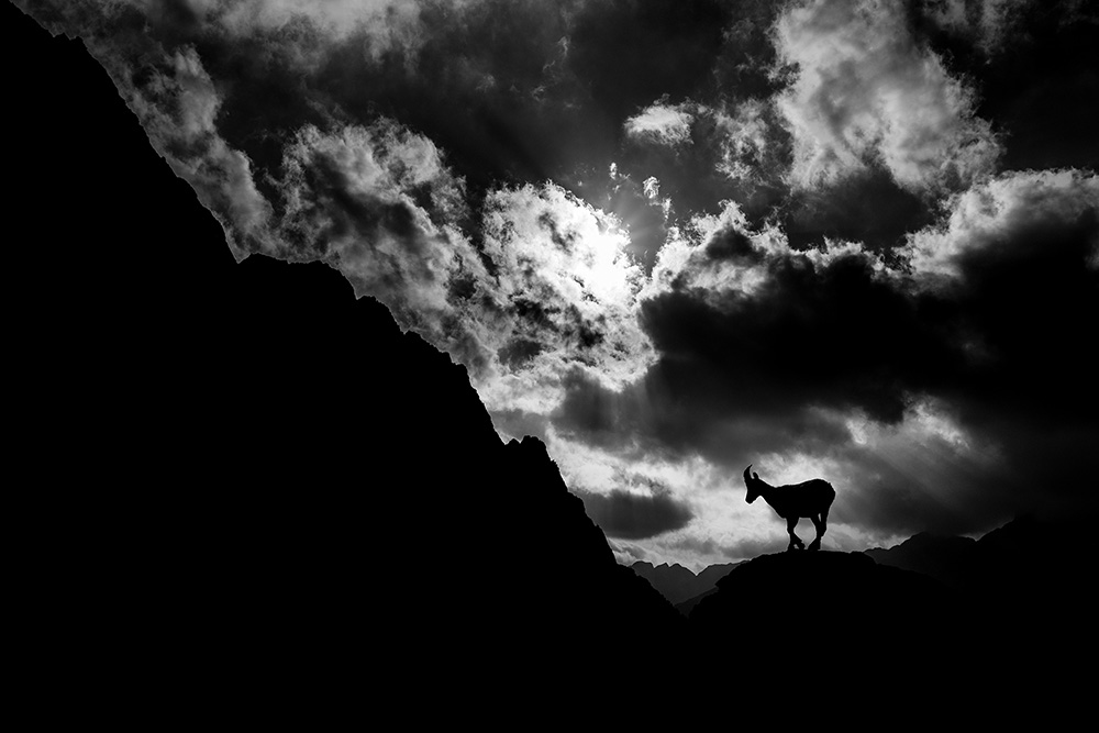 galleria/Ibex_7.jpg