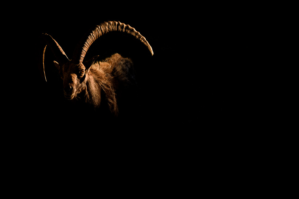 galleria/Ibex_8.jpg