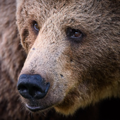 galleria/thumbs/Bear_ic_1.jpg