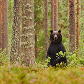 galleria/thumbs/Bear_ic_10.jpg