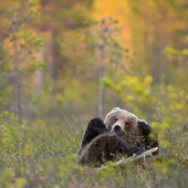 galleria/thumbs/Bear_ic_13.jpg