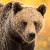 galleria/thumbs/Bear_ic_14.jpg