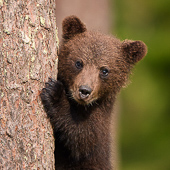 galleria/thumbs/Bear_ic_15.jpg