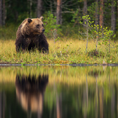 galleria/thumbs/Bear_ic_16.jpg