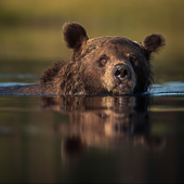 galleria/thumbs/Bear_ic_17.jpg