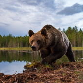 galleria/thumbs/Bear_ic_18.jpg