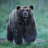 galleria/thumbs/Bear_ic_19.jpg