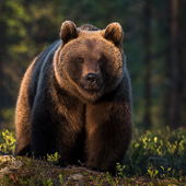 galleria/thumbs/Bear_ic_2.jpg