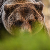 galleria/thumbs/Bear_ic_4.jpg