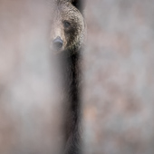 galleria/thumbs/Bear_ic_7.jpg