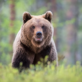 galleria/thumbs/Bear_ic_9.jpg
