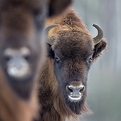 galleria/thumbs/Bison_ic_10.jpg