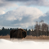 galleria/thumbs/Bison_ic_11.jpg