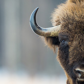 galleria/thumbs/Bison_ic_12.jpg