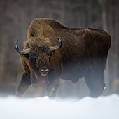 galleria/thumbs/Bison_ic_13.jpg