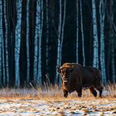 galleria/thumbs/Bison_ic_14.jpg