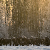 galleria/thumbs/Bison_ic_15.jpg