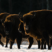 galleria/thumbs/Bison_ic_16.jpg