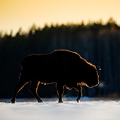galleria/thumbs/Bison_ic_17.jpg