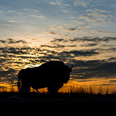 galleria/thumbs/Bison_ic_20.jpg