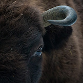 galleria/thumbs/Bison_ic_3.jpg