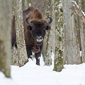 galleria/thumbs/Bison_ic_4.jpg