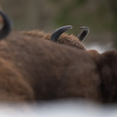 galleria/thumbs/Bison_ic_6.jpg