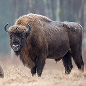 galleria/thumbs/Bison_ic_7.jpg