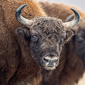 galleria/thumbs/Bison_ic_9.jpg