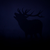 galleria/thumbs/Deer_ic_1.jpg