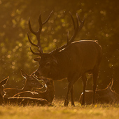 galleria/thumbs/Deer_ic_10.jpg