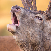 galleria/thumbs/Deer_ic_12.jpg