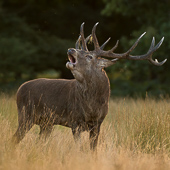 galleria/thumbs/Deer_ic_13.jpg