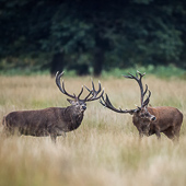 galleria/thumbs/Deer_ic_14.jpg